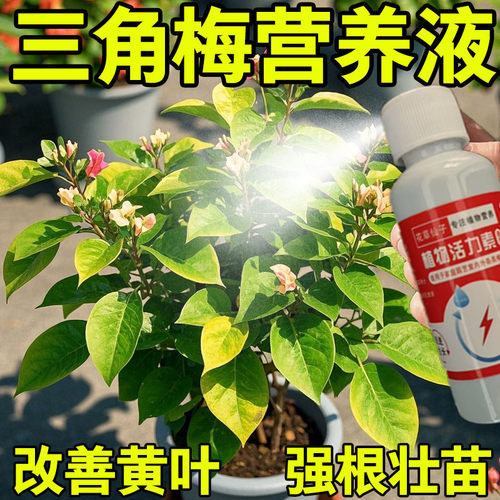 【一喷全年开花】三角梅专用肥营养液催花促花防落叶不开花促新芽