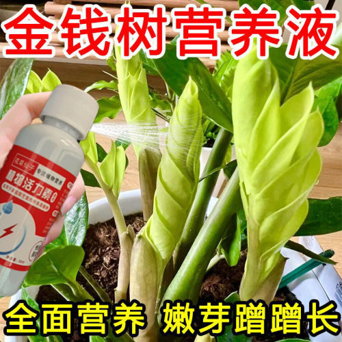 金钱树盆栽绿植专用肥黄叶烂根促生长绿叶生根绿植专用通用营养液