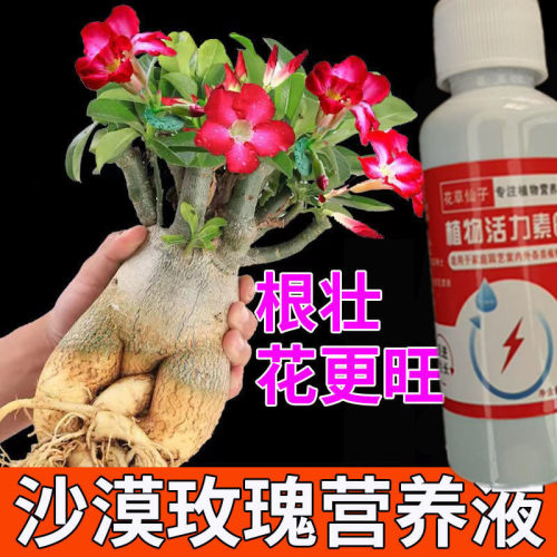 【枯枝发新芽】沙漠玫瑰营养液防黄叶干尖不开花花开不败专用肥料