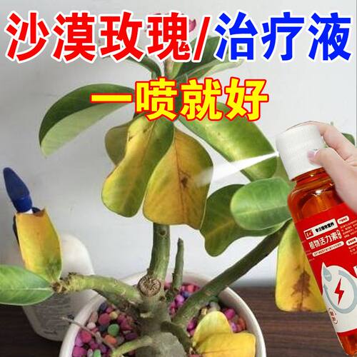 【一喷返绿】沙漠玫瑰营养液专治黄叶干尖不开花花开不败专用肥料