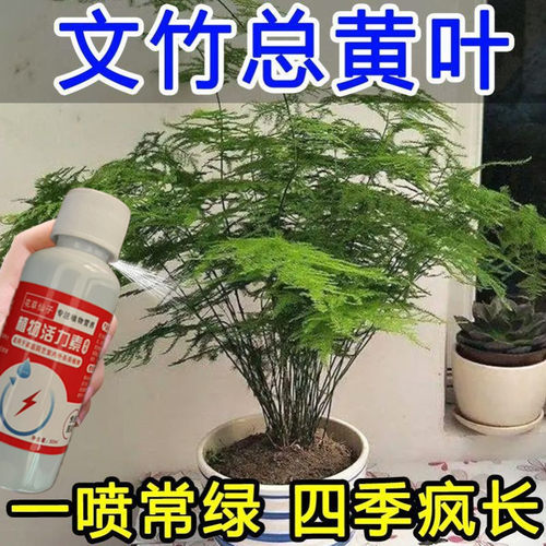 文竹营养液治黄叶 叶子发黄怎么办文竹专用营养液 花草营养液通用