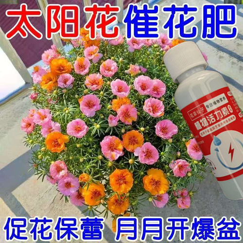 【三天爆盆】太阳花营养液高效专用防黄叶落叶掉苞促开花慢免稀释