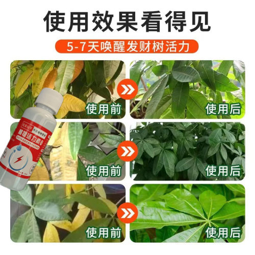 发财树专用营养液绿植料催芽防黄叶烂根一喷绿绿植通用专用营养液