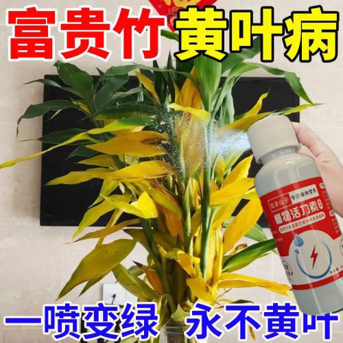 【专治黄叶】富贵竹专用营养液防黄叶枯萎促生根催绿叶免稀释有机