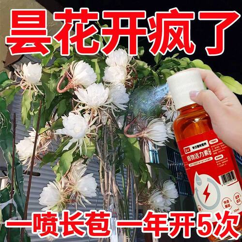 【花开不败】昙花专用肥营养液增肥增绿告别叶片枯黄不开花花期短