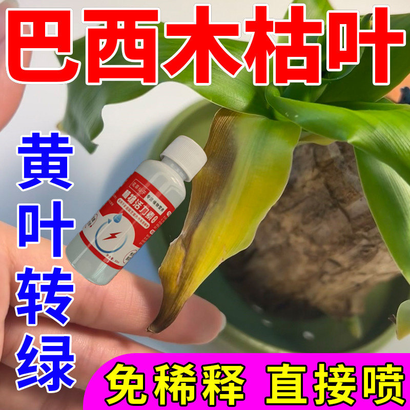 营养液植物巴西木营养液专用肥料幸运木水培促爆芽防黄叶发霉生根