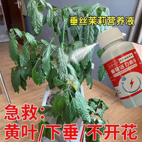 垂丝茉莉花专用肥料营养液治黄叶枯萎黑斑病掉叶烂根催花开花肥