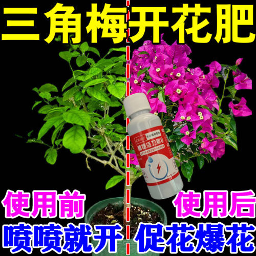 三角梅营养液专治黄叶掉叶不开花促绿叶催苞促花专用肥