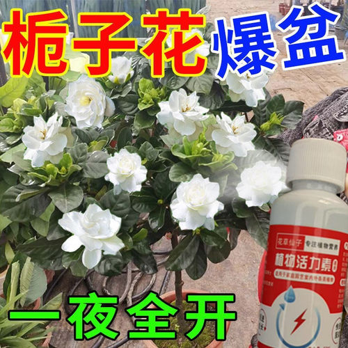 【急救】栀子花营养液专用肥料叶子发黄枯萎掉苞不开花花卉通用肥