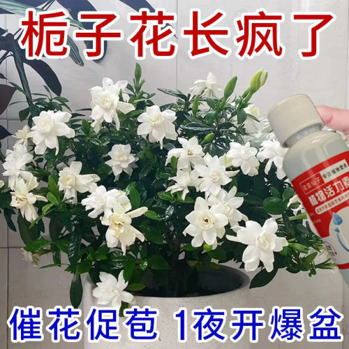 急救】栀子花营养液专用肥叶子发黄枯萎掉苞不开花花卉通用催开花