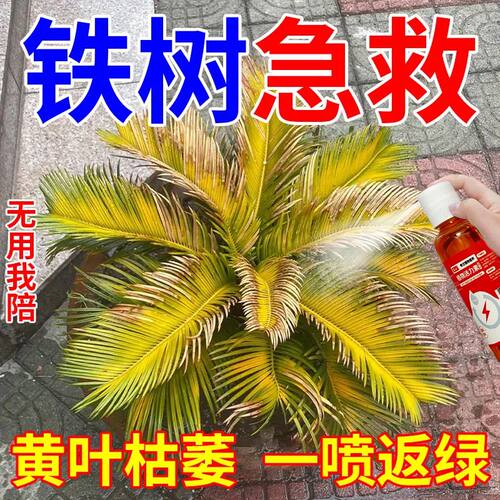 【急救黄叶】铁树营养液强效专用黄叶落叶生长缓慢液体肥