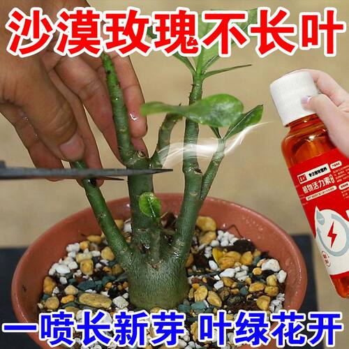 沙漠玫瑰营养液率液催花花爆盆急救黄叶掉叶不开花沙漠玫瑰专用肥