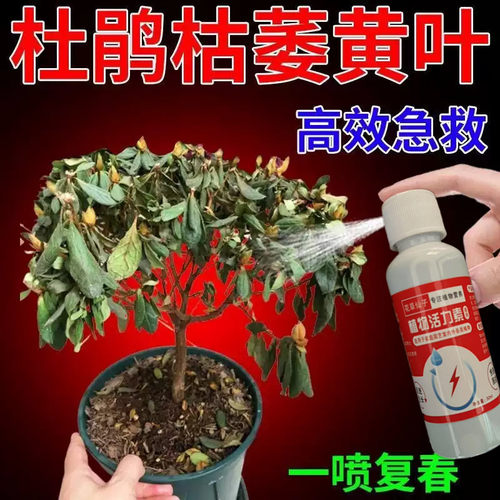 杜鹃花复活液植物再生剂叶斑根腐黄化病专用药黄叶枯叶烂根营养液