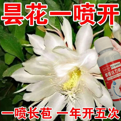【长疯了】昙花专用肥营养液增肥增绿告别叶片枯黄不开花花期短