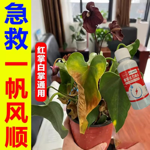 红掌专用营养液免稀释水培开花肥红掌专用肥白掌肥料液体