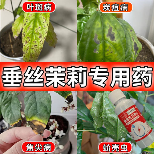 垂丝茉莉花肥料专用肥营养液家用养花肥料盆栽通用型垂枝茉莉