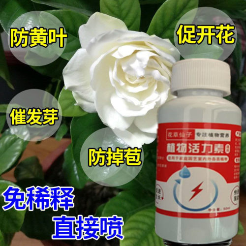 急救】栀子花营养液专用肥叶子发黄枯萎掉苞不开花花卉通用催开花
