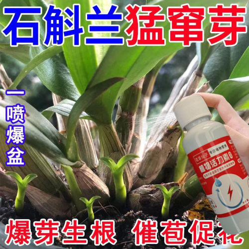 石斛兰生根营养液发芽促花苞催花防黄叶干尖爆芽素爆芽王盆栽通用