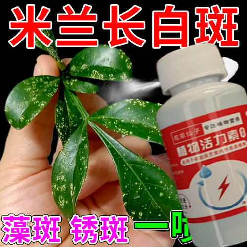米兰花专用肥料叶子白斑白点发霉掉叶黄叶炭疽病专用营养液