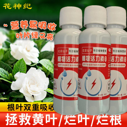 栀子花叶子发黑斑病专用营养液黄叶掉叶发黄怎么办枯萎肥料