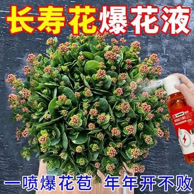 【爆满盆】长寿花专用肥促开花治黄叶增花蕾延花期营养液