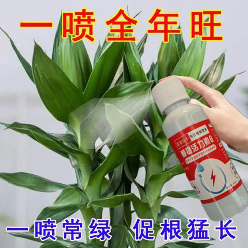 【专治黄叶】富贵竹专用营养液叶子发黄生根绿水绿叶植物稀释专用