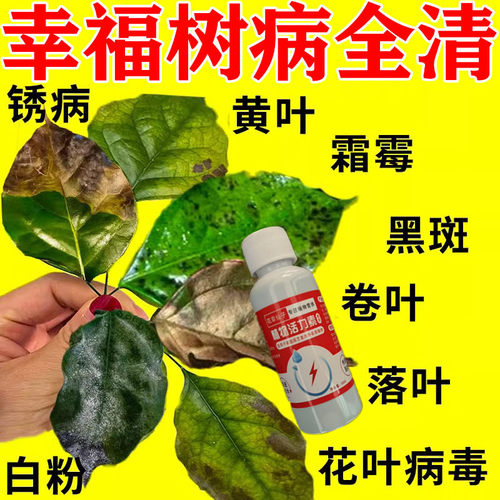 绿植营养液通用幸福树掉叶子专用肥料叶子发黄防枯叶掉叶子平安树