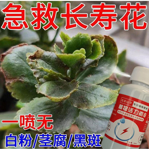 【一喷就开花】长寿花营养液一喷促开花治黄叶增花蕾延花期免稀释