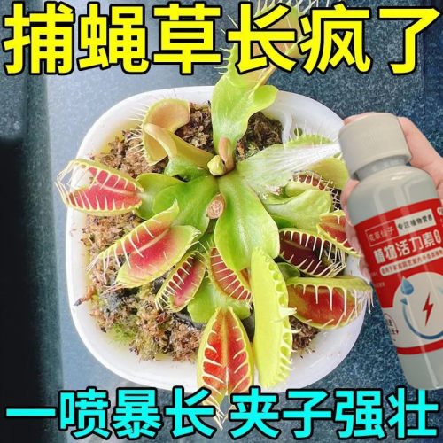 【夹肥叶厚】捕蝇草专用营养液专治黑腐病发黄枯萎打蔫烂根植株小