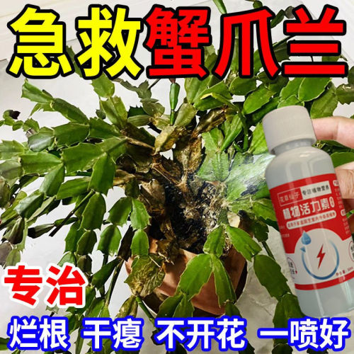 【爆花王】蟹爪兰专用营养液防干瘪黄叶催开花延长花期壮根营养液