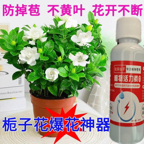 【急救】栀子花营养液专用肥料叶子发黄枯萎掉苞不开花花卉通用肥