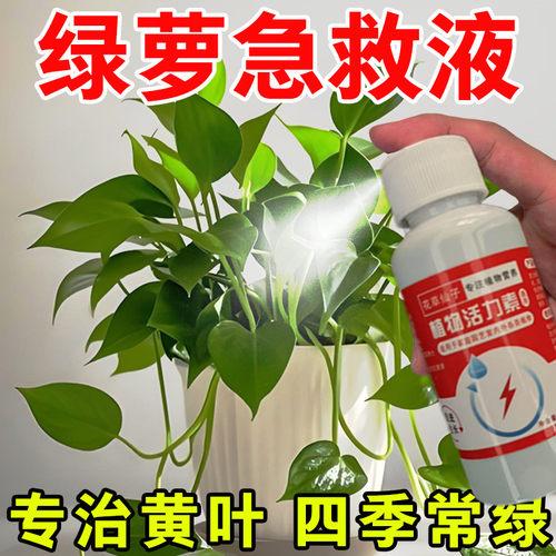 绿萝营养液免稀释绿箩专用肥叶子发黄绿萝肥料植物绿箩营业液花肥