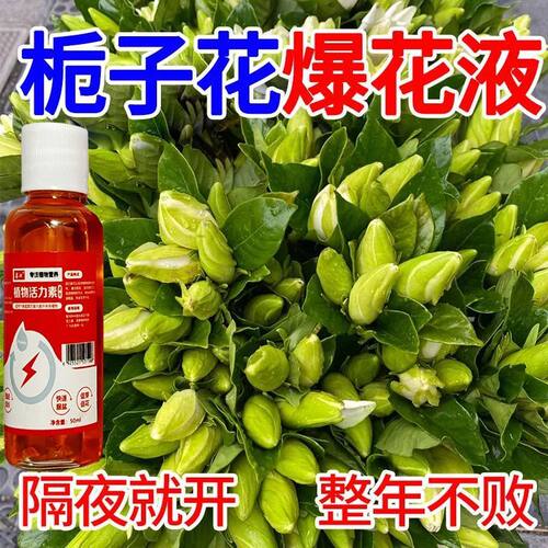 【开爆了】栀子花营养液专用肥防黄叶烂根掉花苞催开花肥料