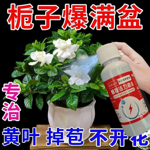 【黄叶急救】栀子花营养液防黄叶不开花生长缓慢掉苞栀子花专用肥