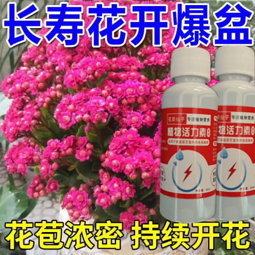 【爆满盆】长寿花专用肥花多多治黄叶增花蕾延花期通用型营养液