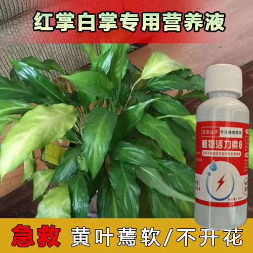 养花营养液一帆风顺营养液【养不死】红掌白掌专用肥盆栽土水培通