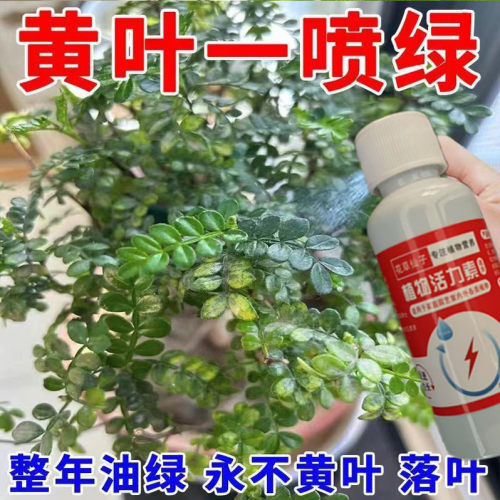 一喷疯长】清香木常绿营养液专用肥防止黄叶枯叶落叶一喷绿专用肥