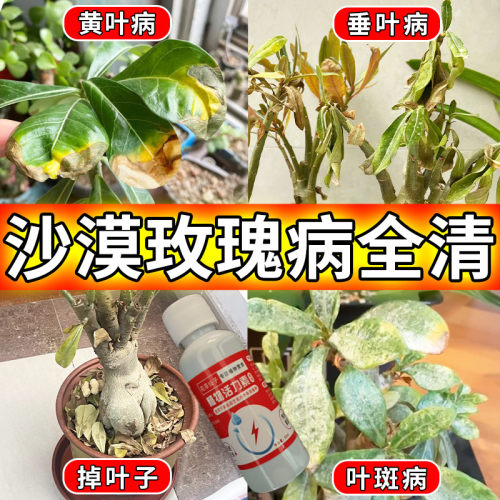 【枯枝发新芽】沙漠玫瑰营养液防黄叶干尖不开花花开不败专用肥料