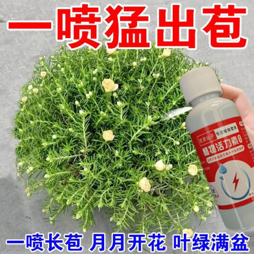 太阳花肥料太阳花专用肥营养液花肥催花开延长花期盆栽向日葵通用