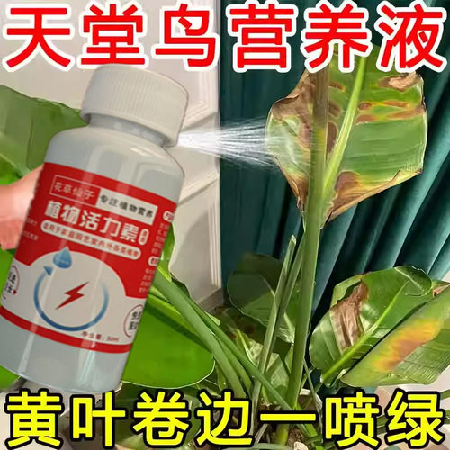 天堂鸟专用肥料黄叶卷边裂开营养液叶子发黄家用室内盆栽植物花肥