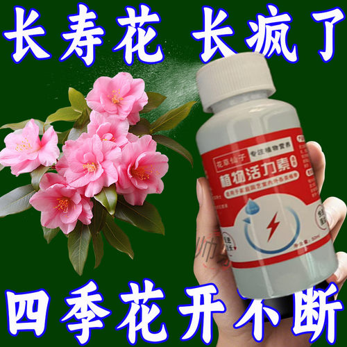 长寿花专用肥花多多治黄叶增花蕾延花期通用型营养液