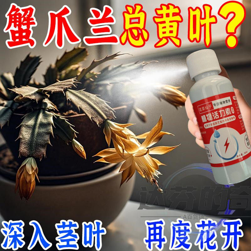 【蟹爪兰急救】蟹爪兰专用营养液四季开花防治叶子发红瘦弱养花肥