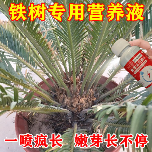 铁树专用营养液防黄叶烂根促发芽助增长肥料治枯萎卷叶干尖复活液