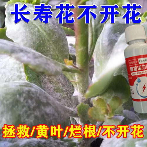 长寿花营养液催花生长液强效治叶子发黄不开花专用促花增绿肥料