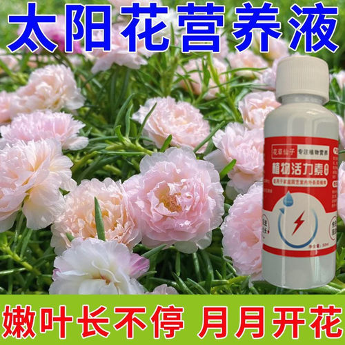 【三天爆盆】太阳花营养液高效专用防黄叶落叶掉苞促开花慢免稀释