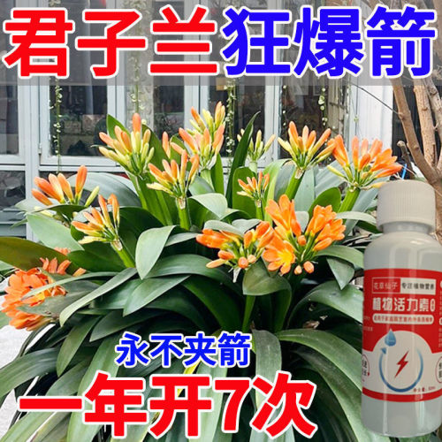 花草营养液通用君子兰促箭剂治黄叶烂根不开花夹箭促花拔箭专用兰