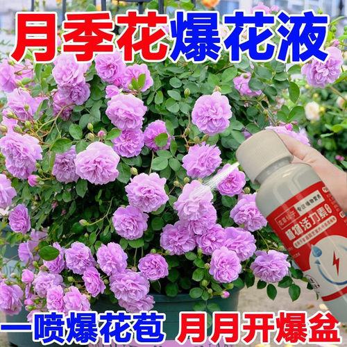 【爆花苞】月季玫瑰营养液防黄叶不开花催花爆花发新芽专用肥