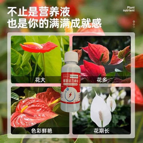 红掌白掌专用营养液一帆风顺叶子发黄焦边干枯不开花盆栽通用