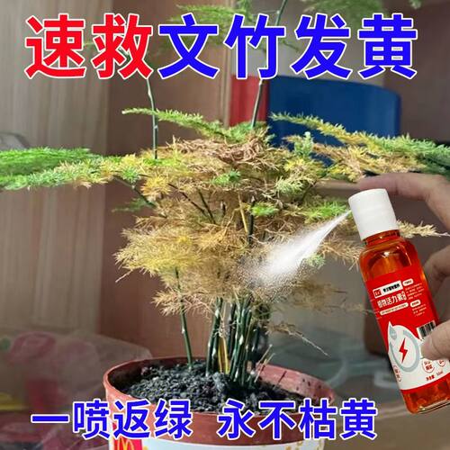 一喷返绿】文竹营养液专用肥治黄叶枯萎干尖烂根落叶促生长新型肥