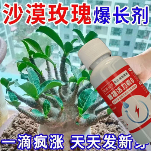 急救沙漠玫瑰多肉黄叶不开花掉叶子焦边促生长催花延长花期营养液